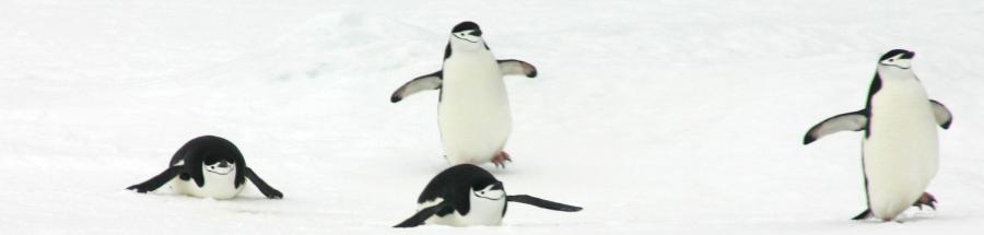 Pinginos
